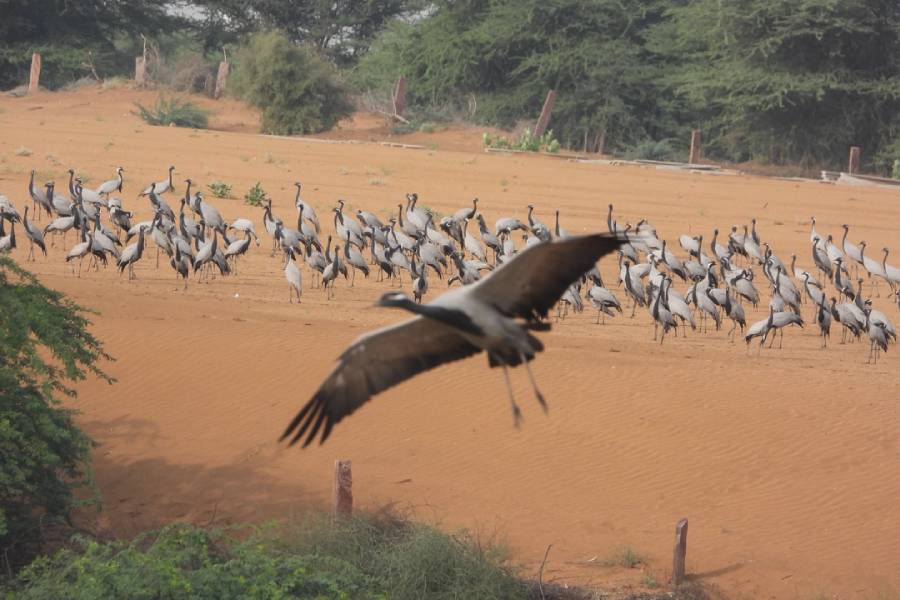 Birding and Wildlife safari